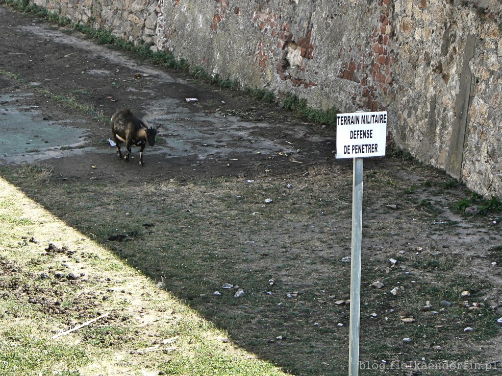 8_militarna_koza