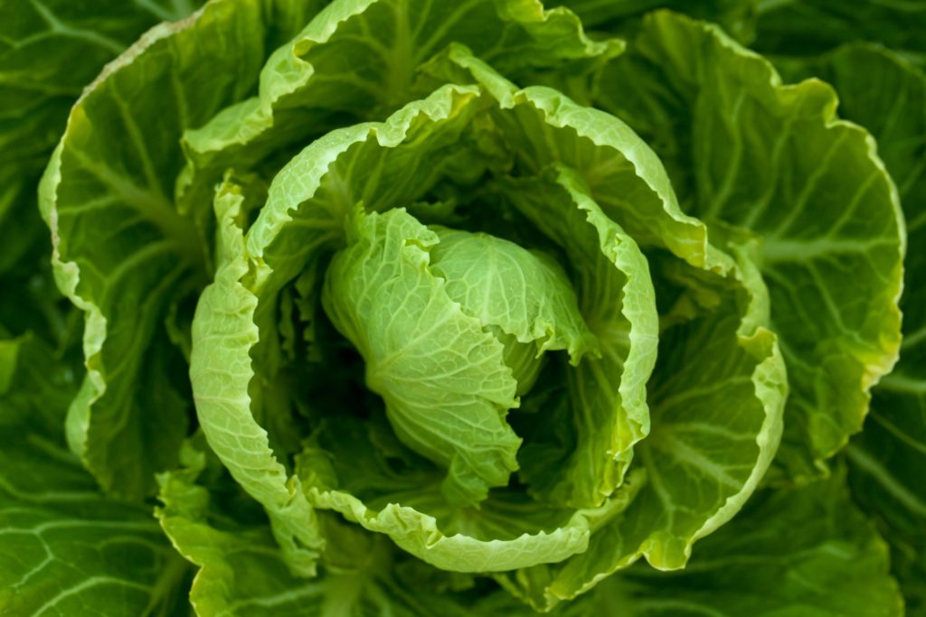 plant-69447
